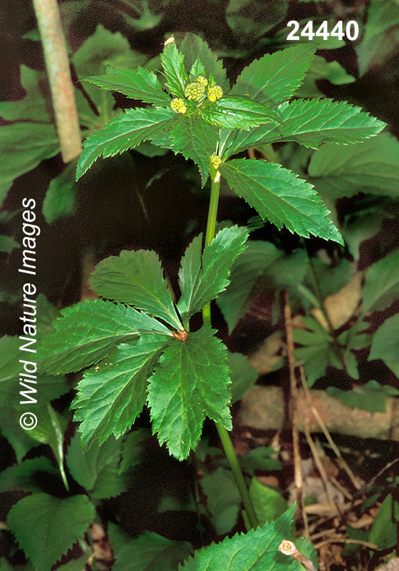 Maryland Black-snakeroot (Sanicula marilandica)